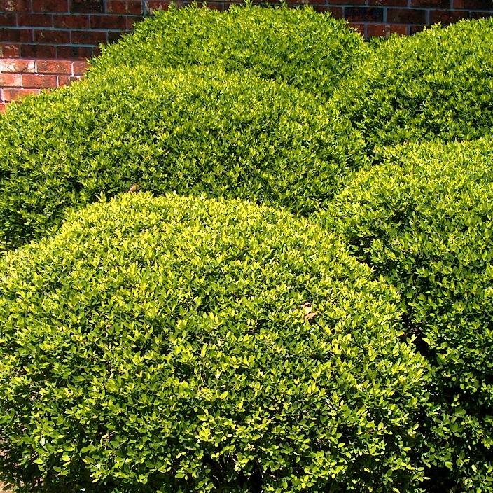 Ilex vomitoria nana Hollybox - Pépinière La Forêt