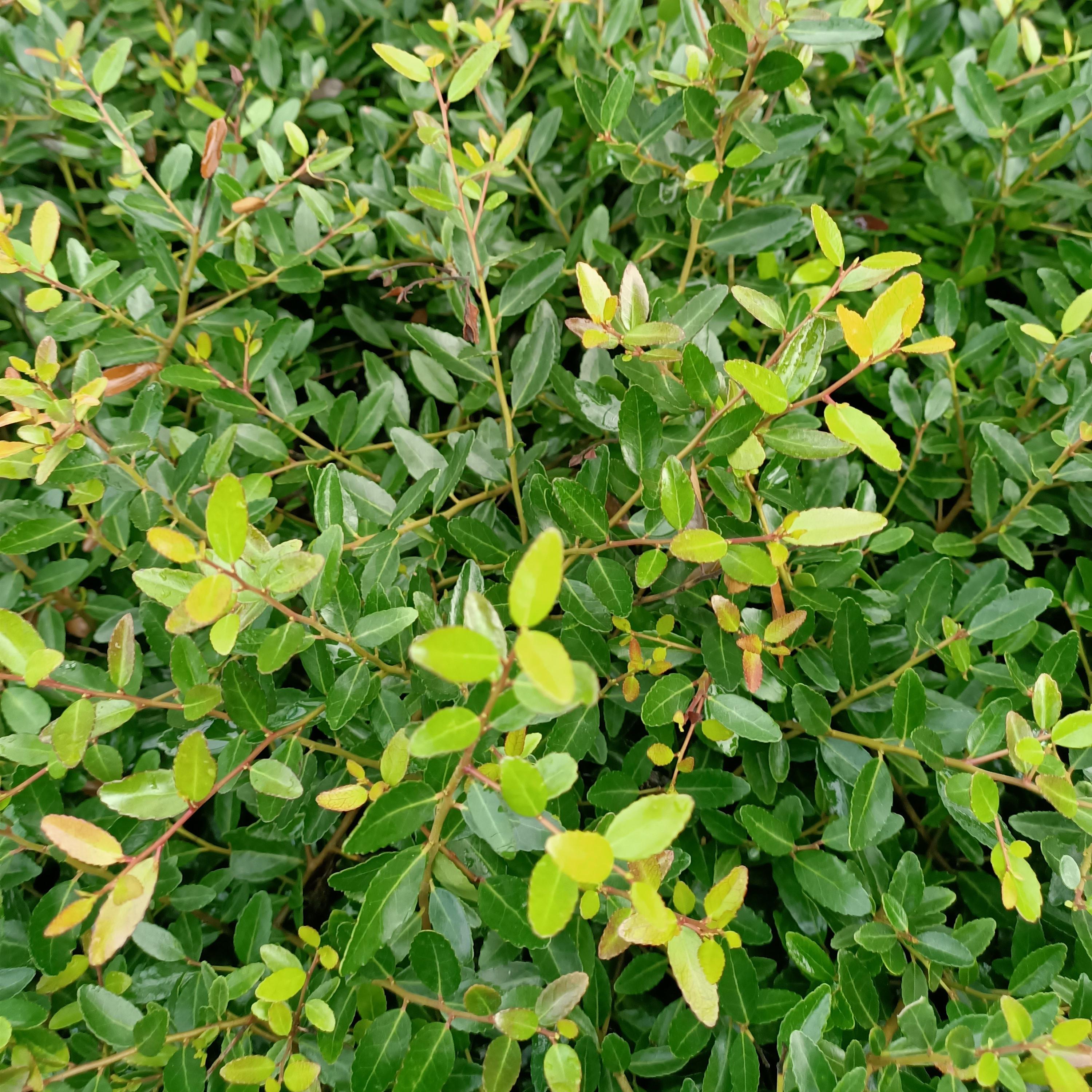 Ilex vomitoria nana Hollybox - Pépinière La Forêt