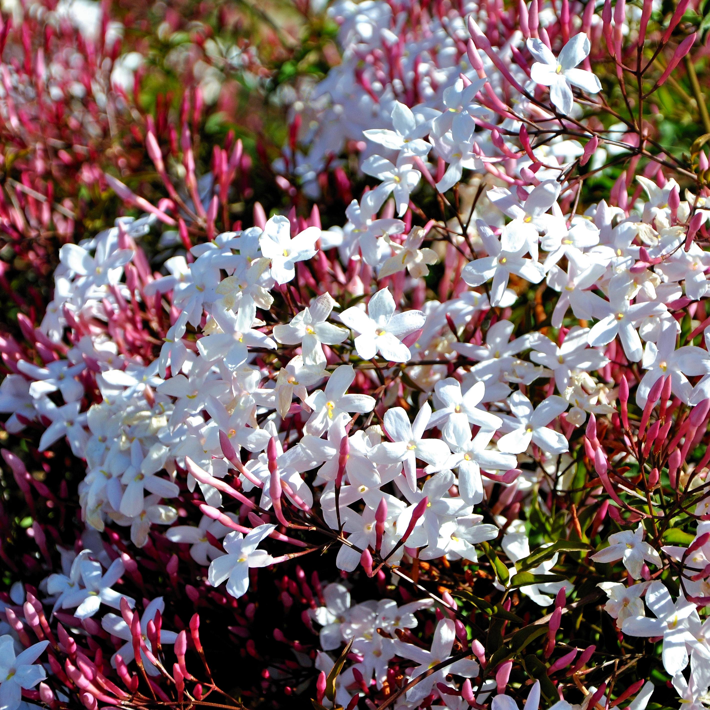 Jasminum polyanthum - Pépinière La Forêt