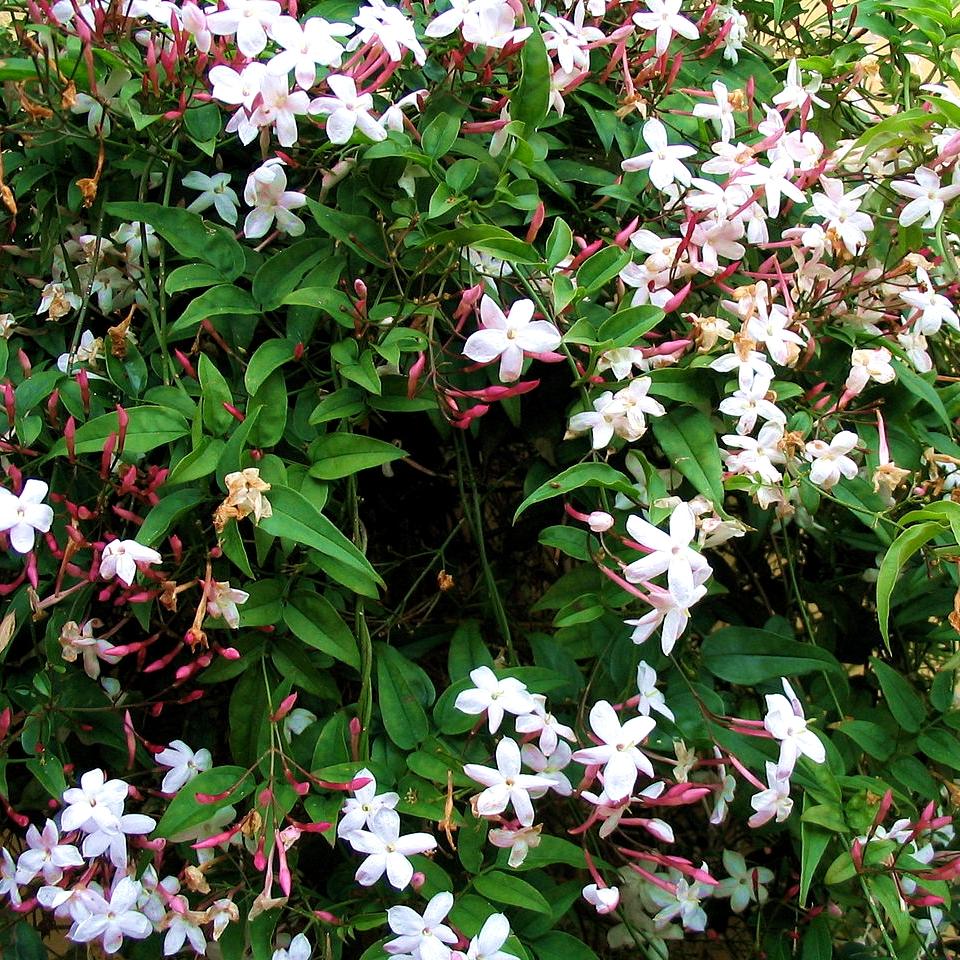 Jasminum polyanthum - Pépinière La Forêt