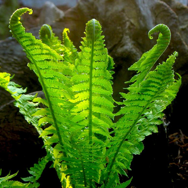 Matteucia struthiopteris - Pépinière La Forêt