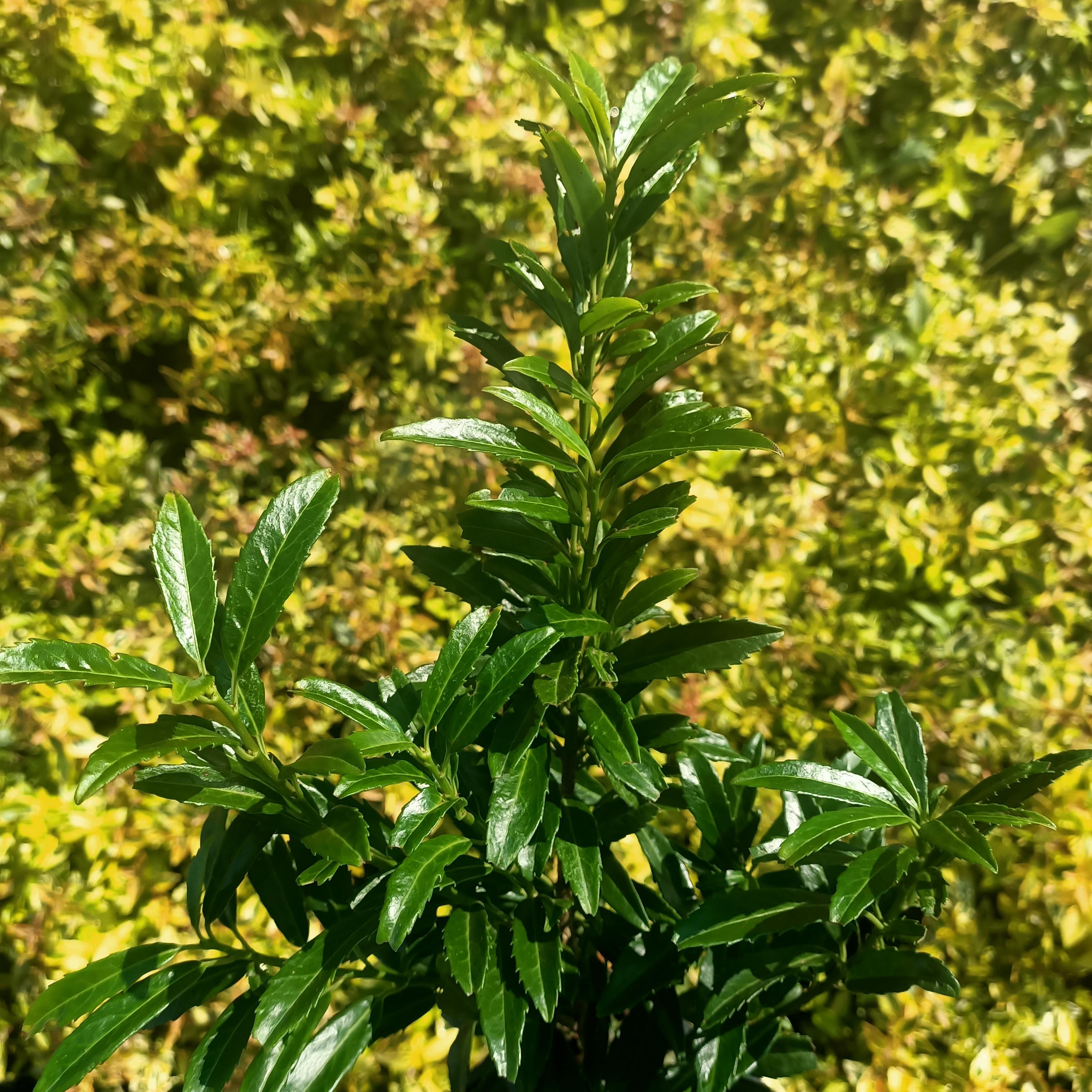 Prunus laurocerasus Sofia® - Pépinière La Forêt
