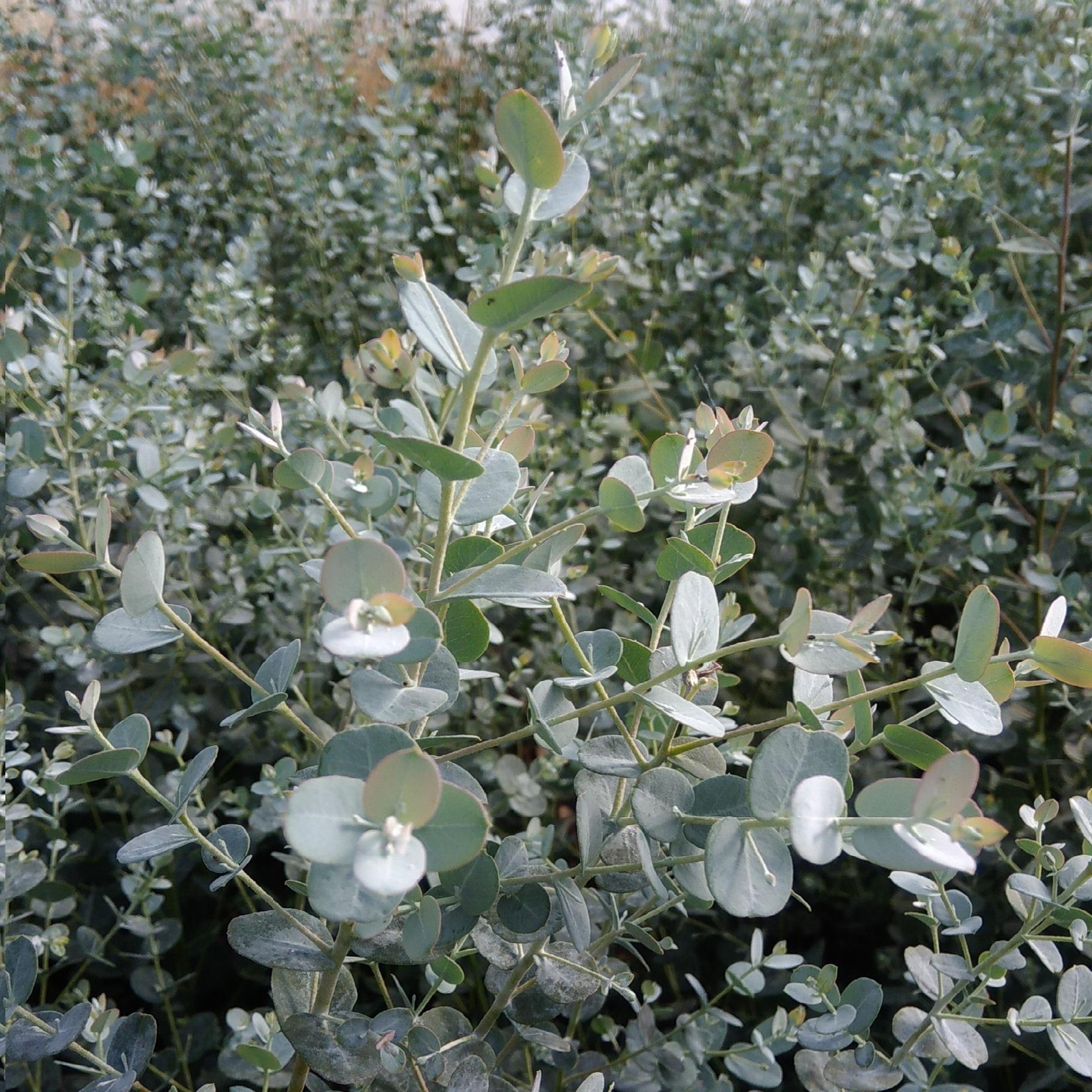 Eucalyptus Gunnii Silverana ® - Pépinière La Forêt