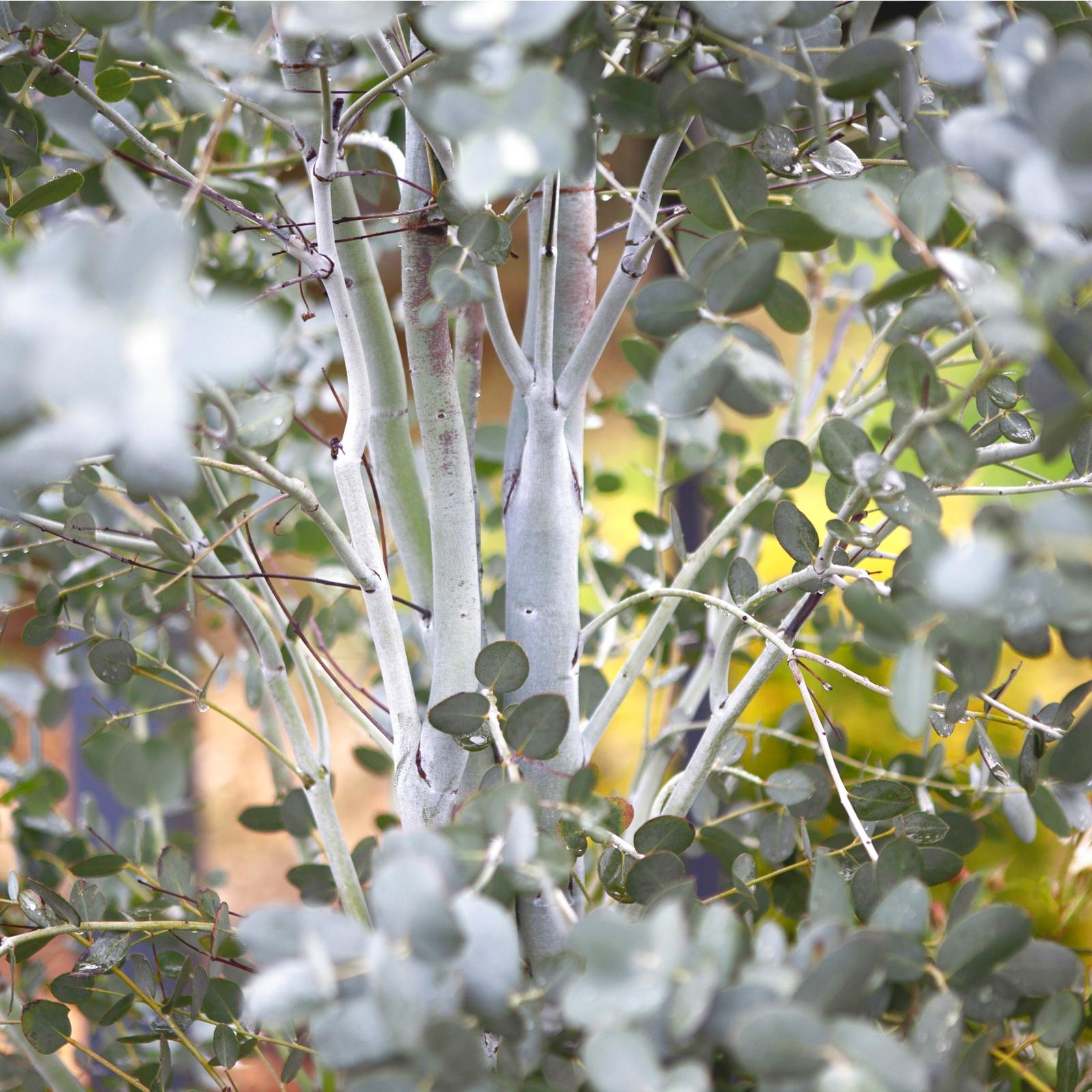 Eucalyptus Gunny Silverana ® - Pépinière La Forêt