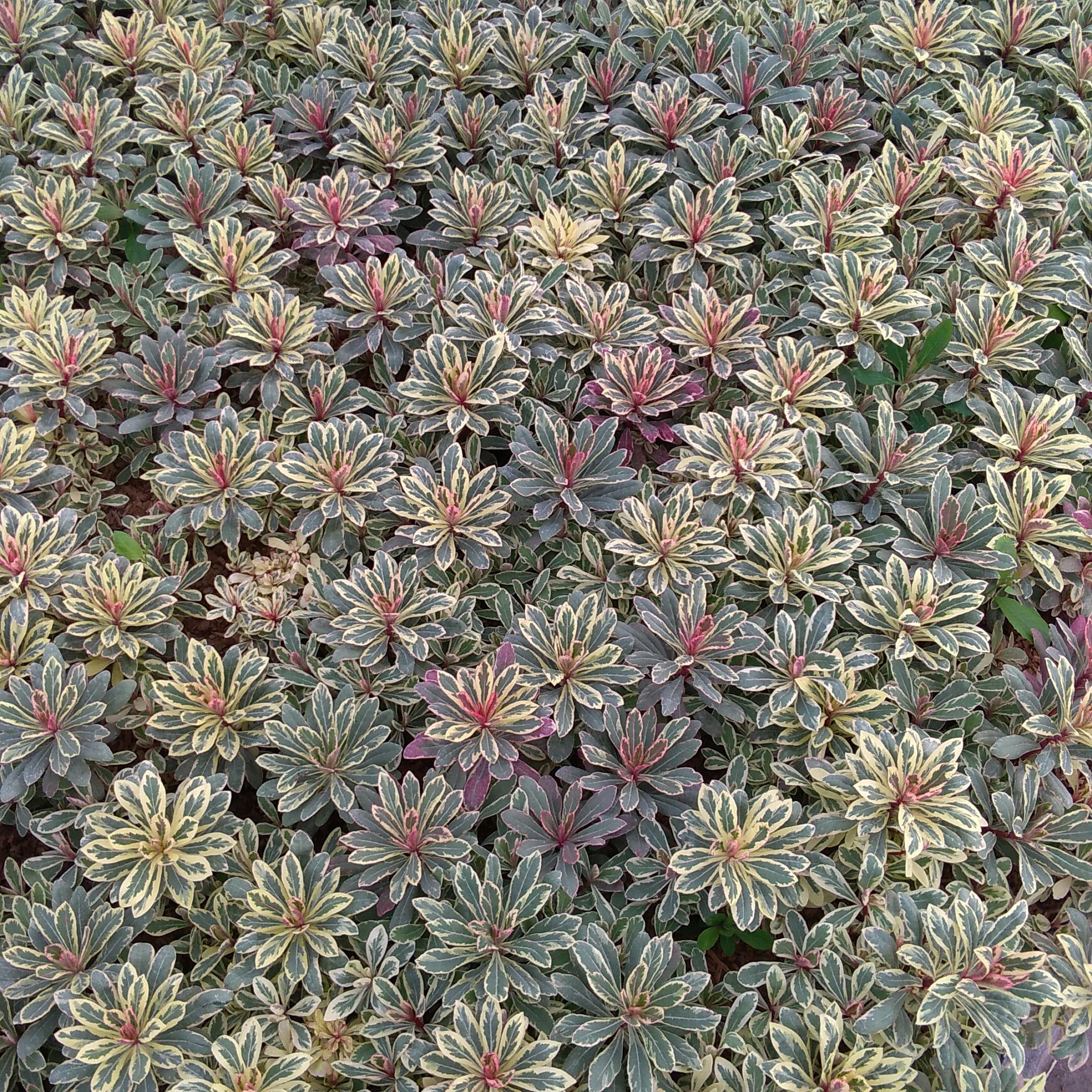 Euphorbia amagdaloides Frosted Flame® - Pépinière La Forêt