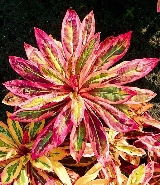 Euphorbia amagdaloides Frosted Flame® - Pépinière La Forêt