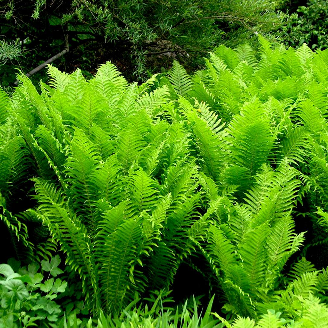 Matteucia struthiopteris - Pépinière La Forêt