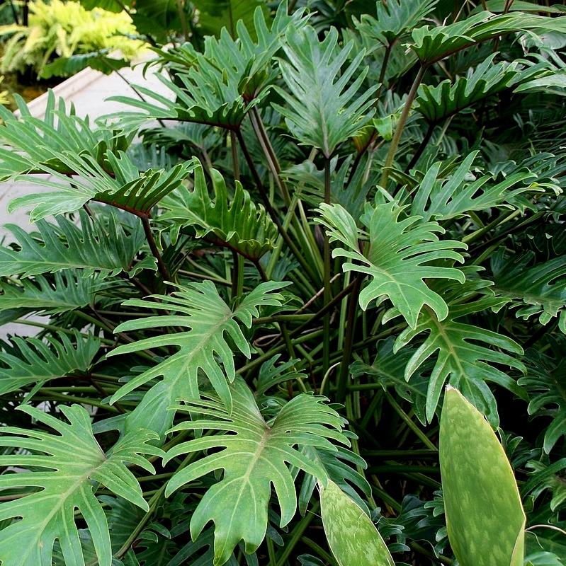 Philodendron xandu - Pépinière La Forêt