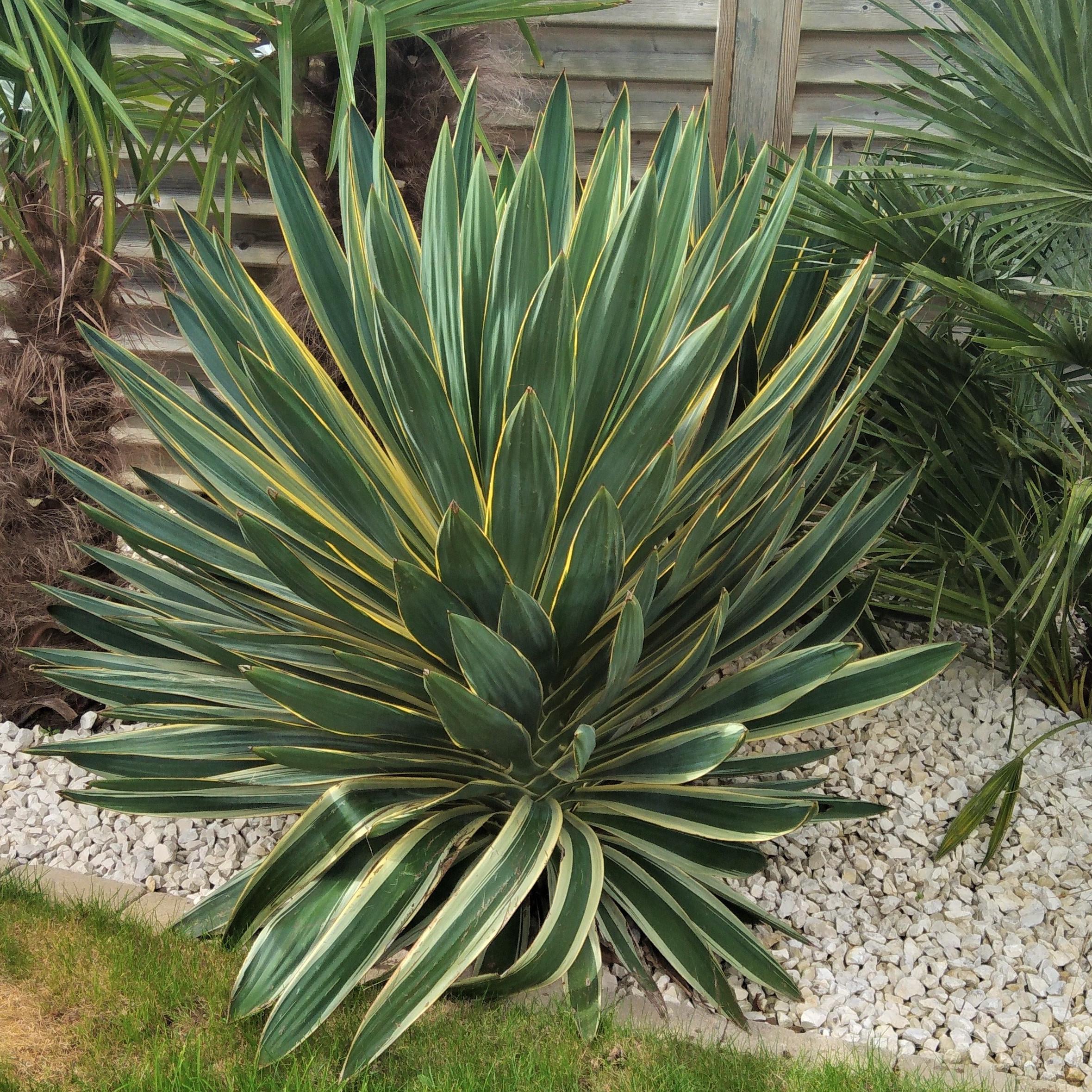 Yucca gloriosa variegata - Pépinière La Forêt