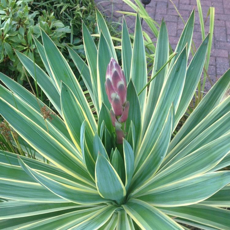 Yucca gloriosa variegata - Pépinière La Forêt