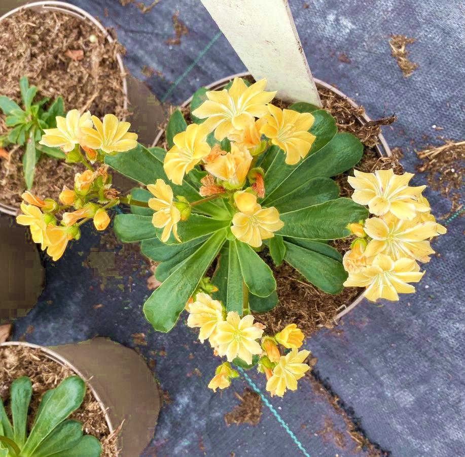 Lewisia Safira Yellow - Pépinière La Forêt