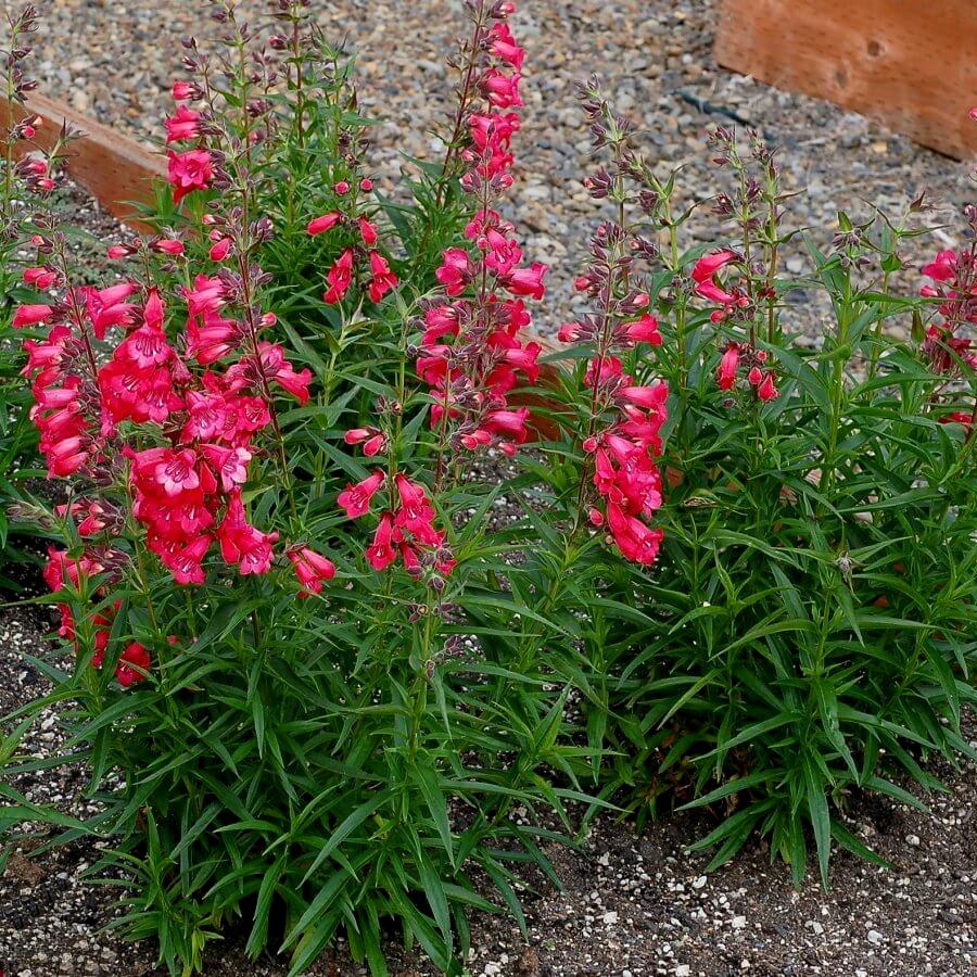 Penstemon Harlequin Red® - Pépinière La Forêt