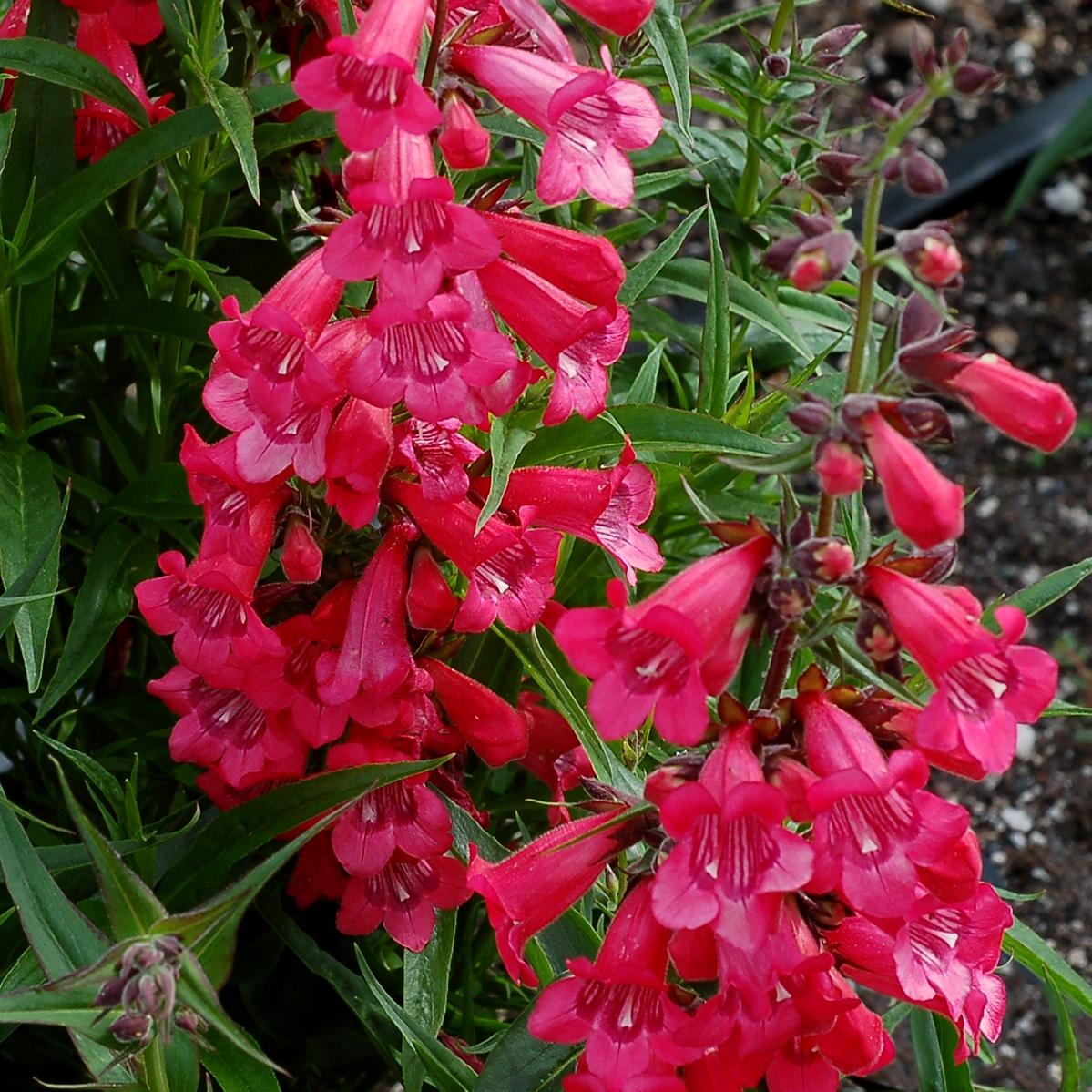 Penstemon Harlequin Red® - Pépinière La Forêt