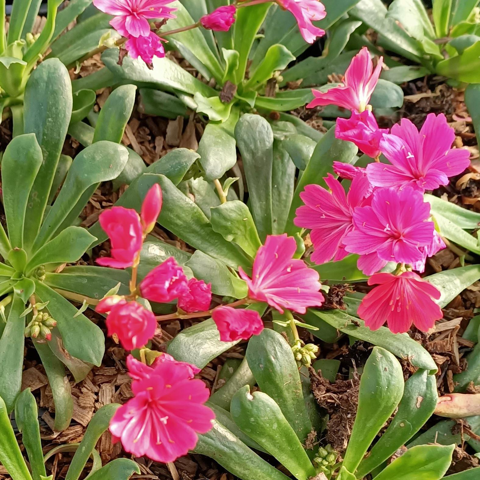 Lewisia Safira Coral - Pépinière La Forêt