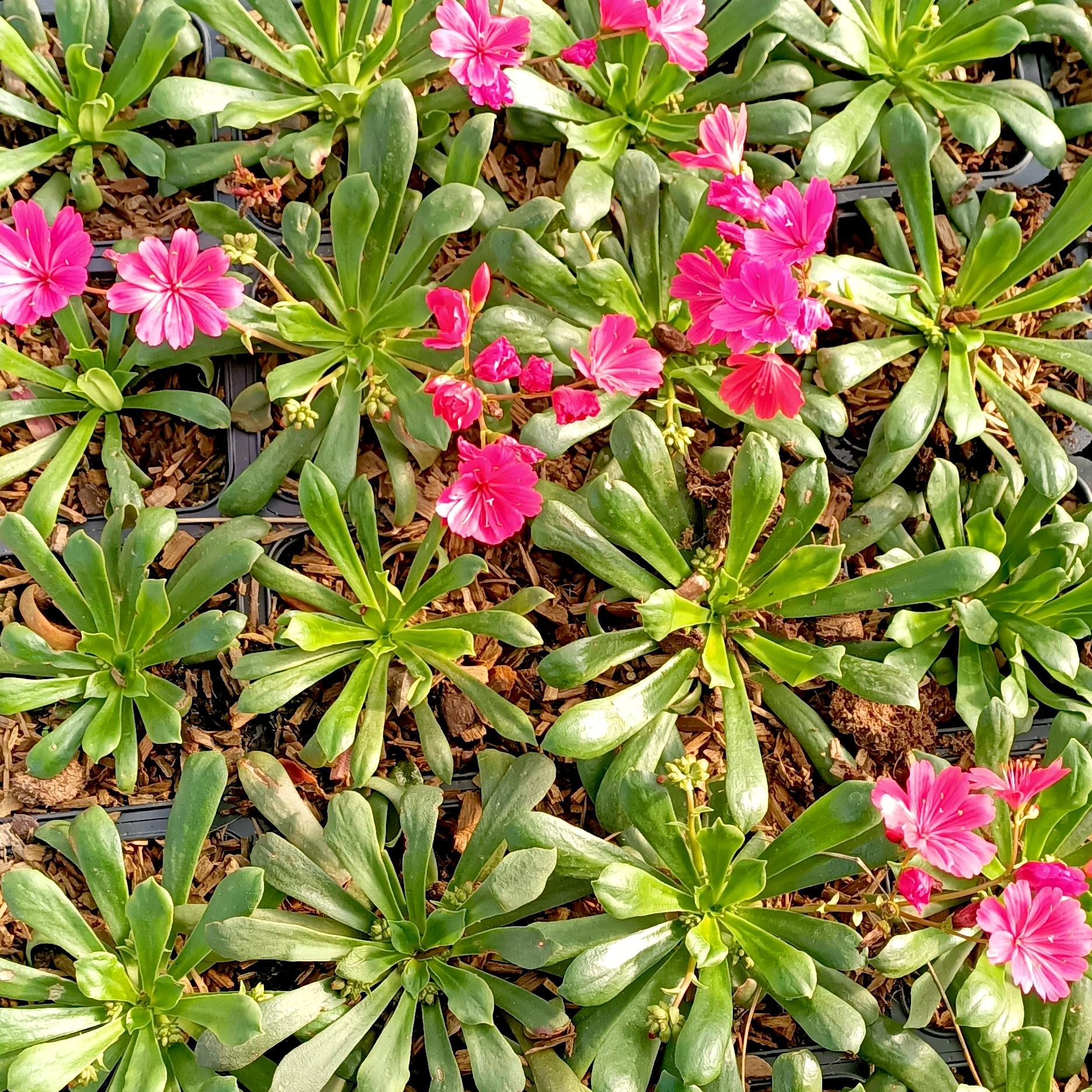 Lewisia Safira Coral - Pépinière La Forêt