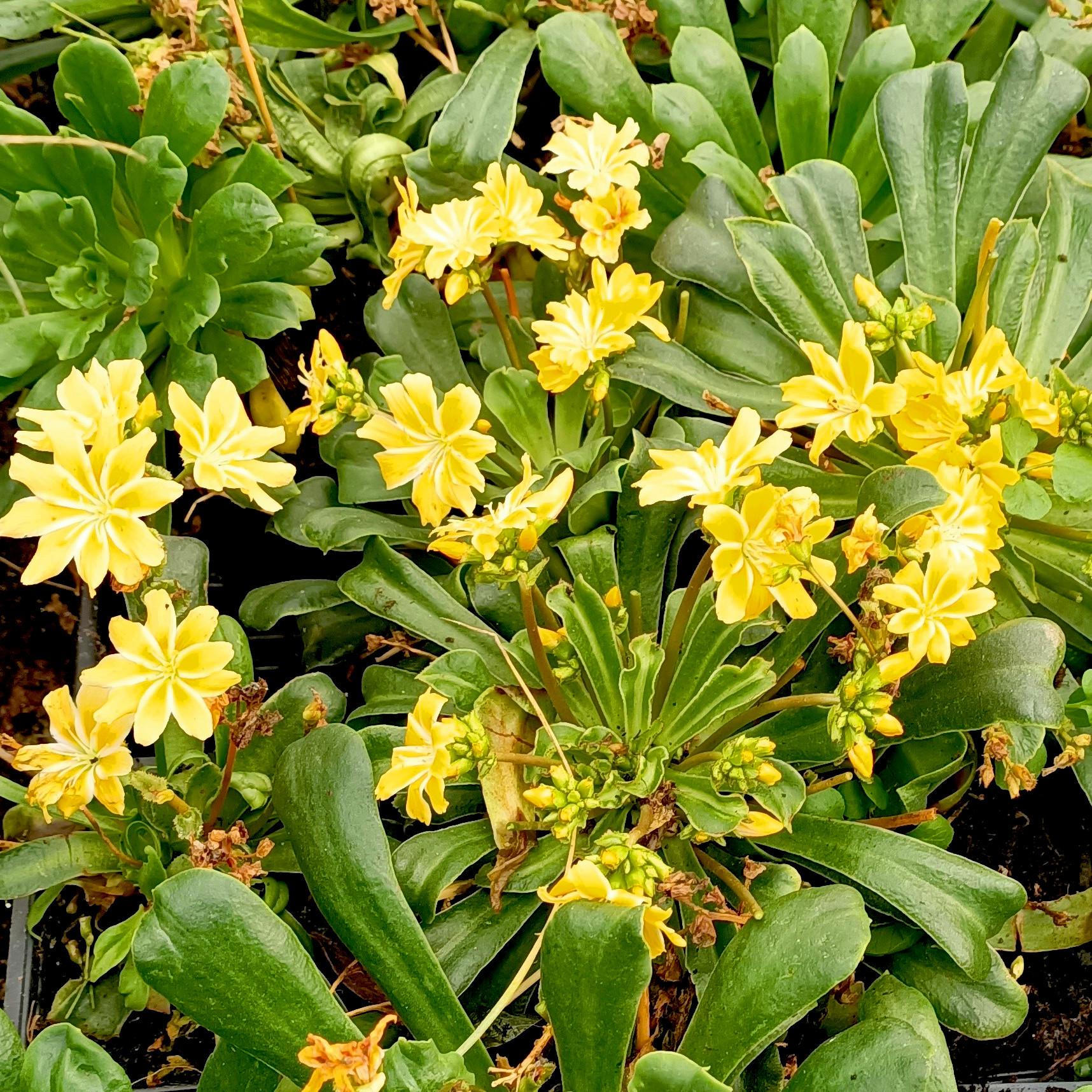 Lewisia Safira Yellow - Pépinière La Forêt