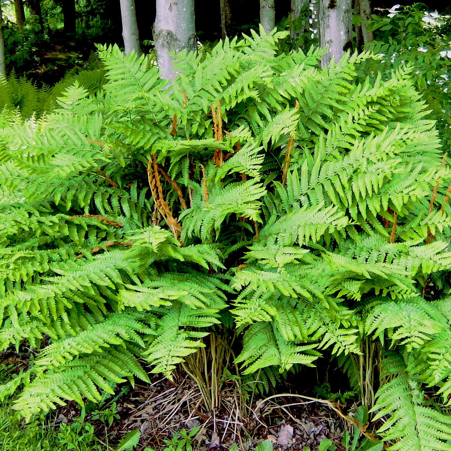 Osmunda cinnemomea - Pépinière La Forêt