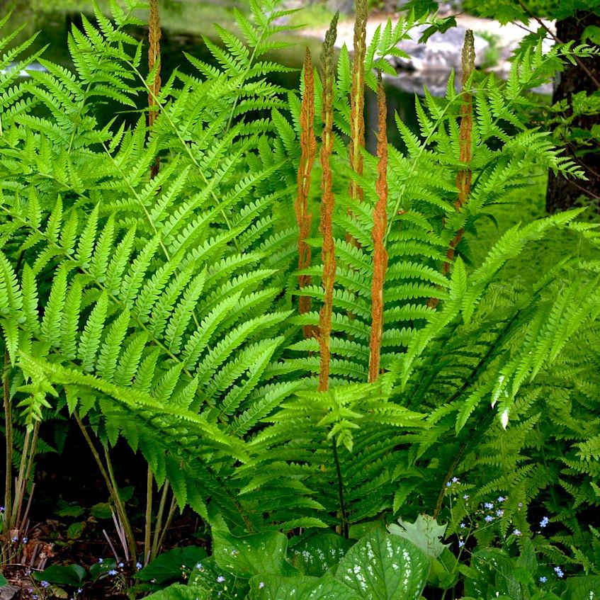 Osmunda cinnemomea - Pépinière La Forêt