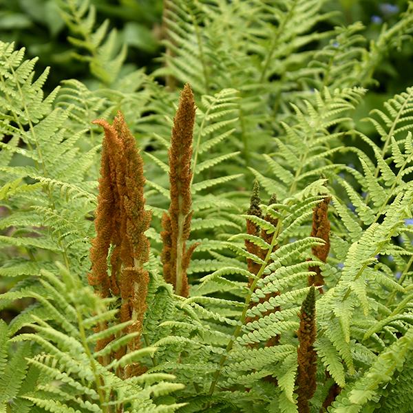 Osmunda cinnemomea - Pépinière La Forêt