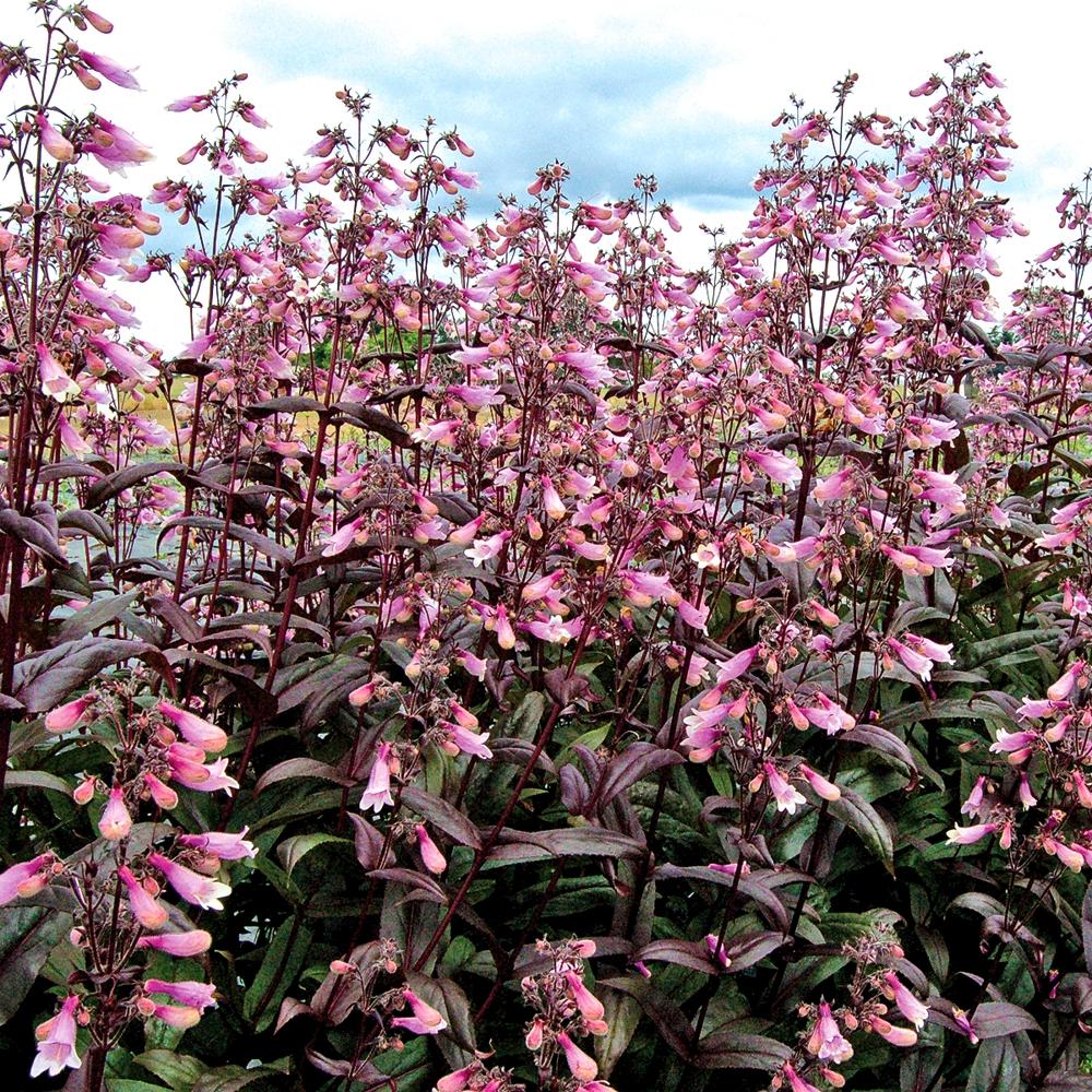 Penstemon Dark Tower® - Pépinière La Forêt