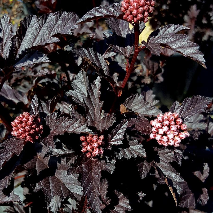 Physocarpus opulifolius Panther® - Pépinière La Forêt