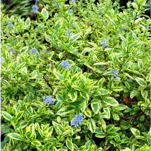 CEANOTHUS thyrsiflorus Variegatus - Pépinière La Forêt