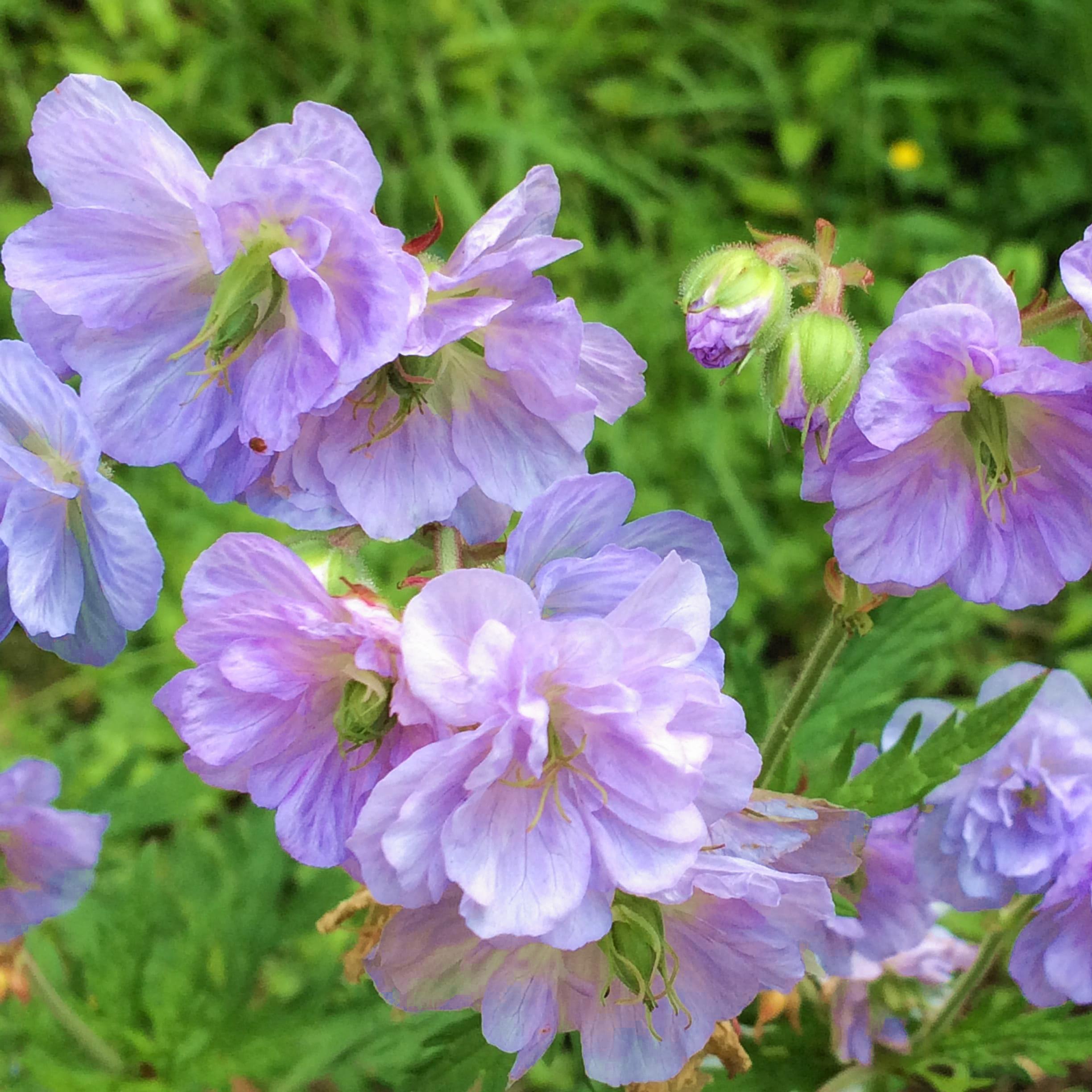 GERANIUM x Cloud Nine ®  - Pépinière La Forêt