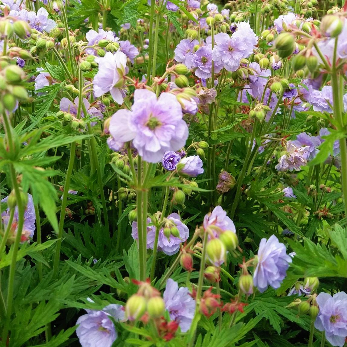 GERANIUM x Cloud Nine ®  - Pépinière La Forêt