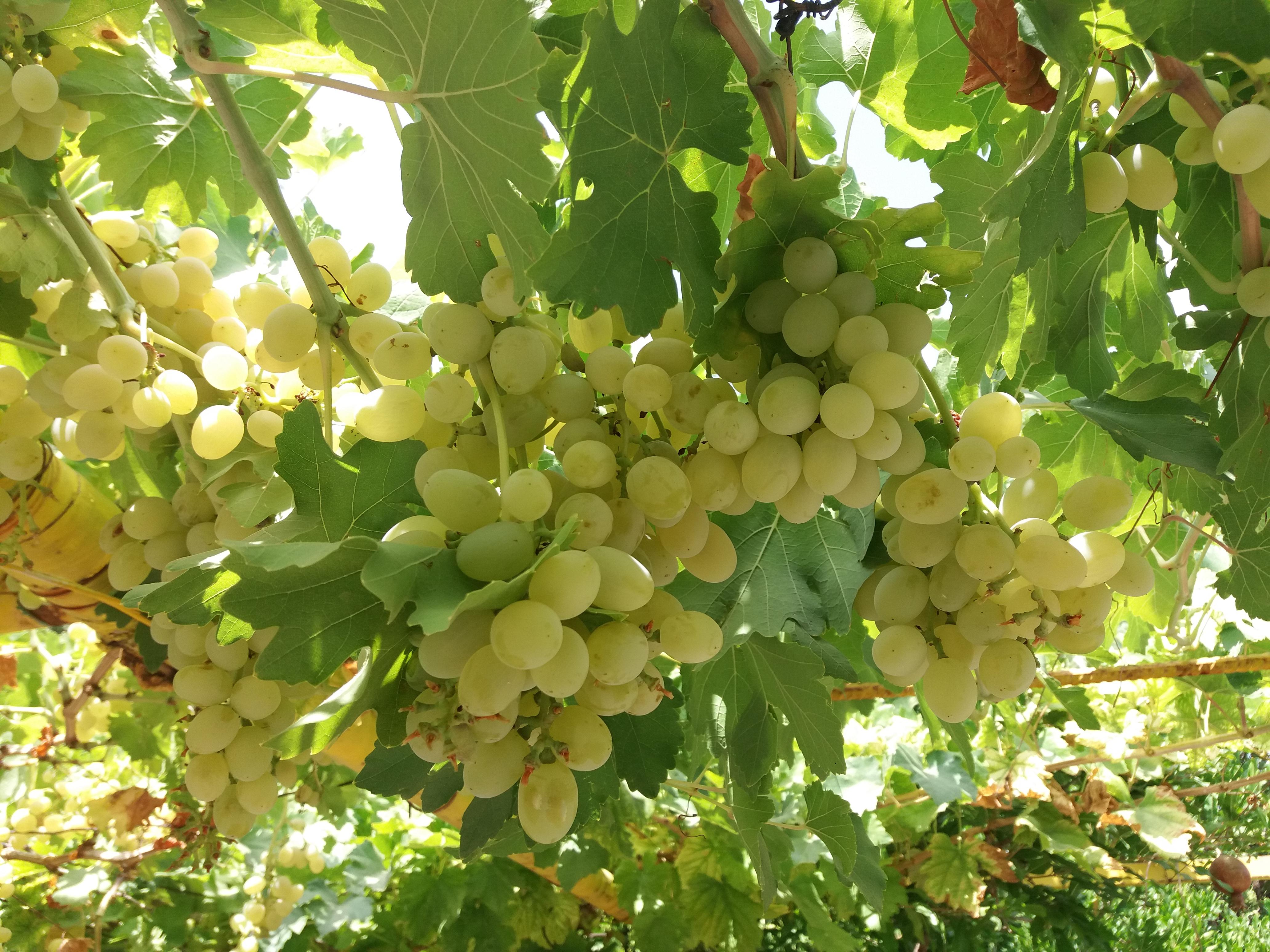 VITIS Centennial Seedless - Pépinière La Forêt