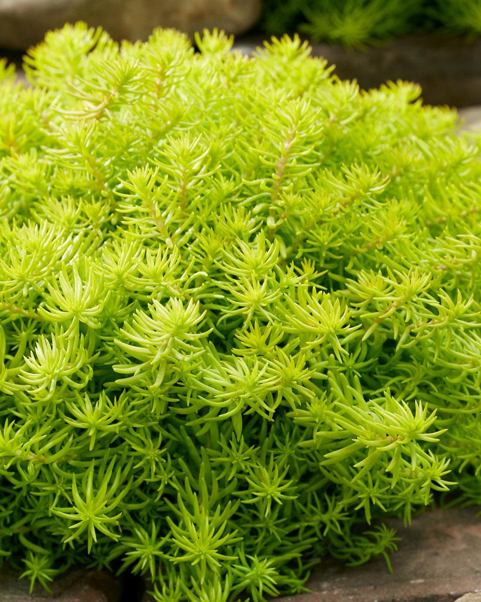 Sedum SunsSparkler Angelina Tea Cup® - Pépinière La Forêt