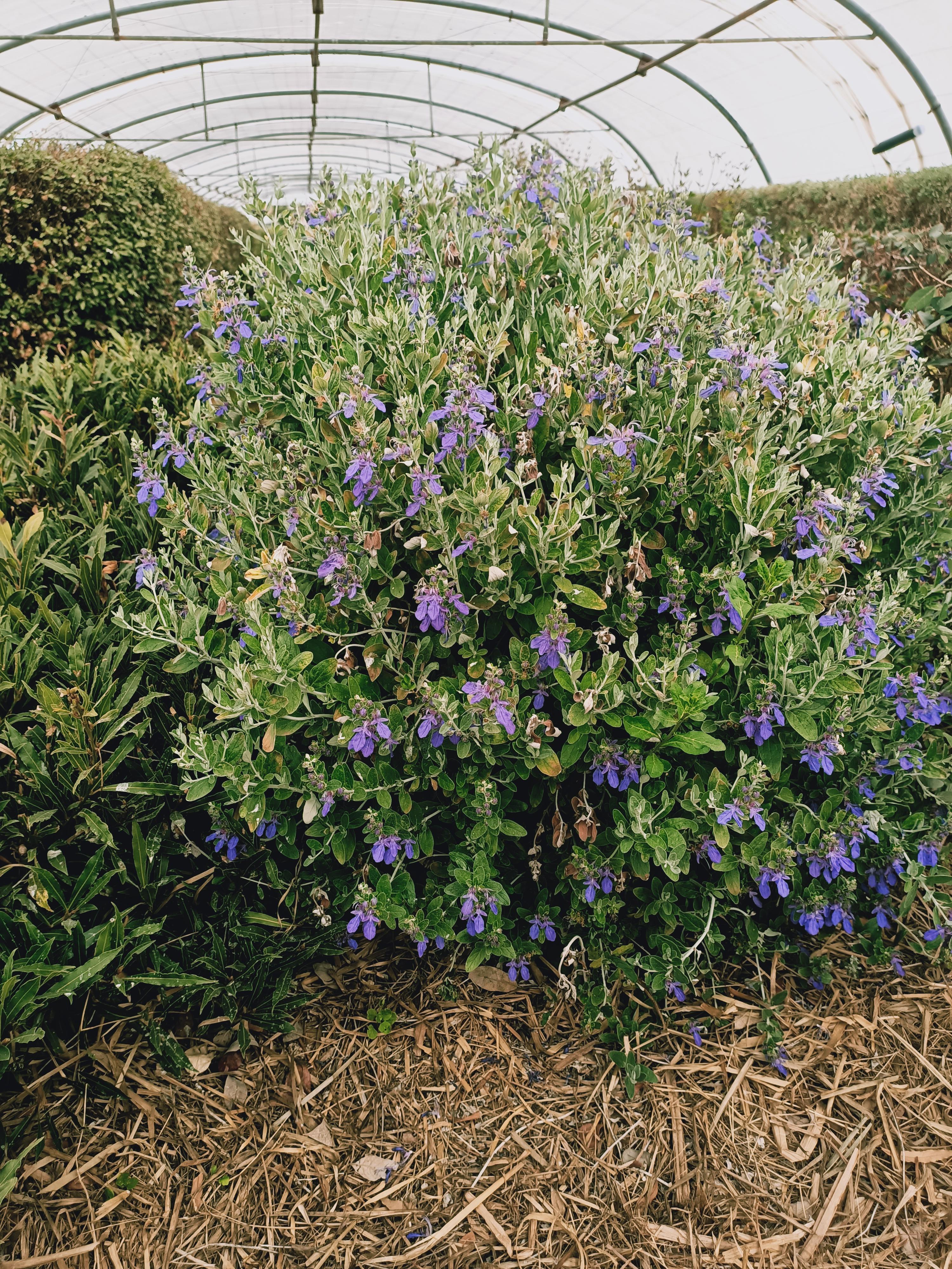 Teucrium Indyho ® - Pépinière La Forêt