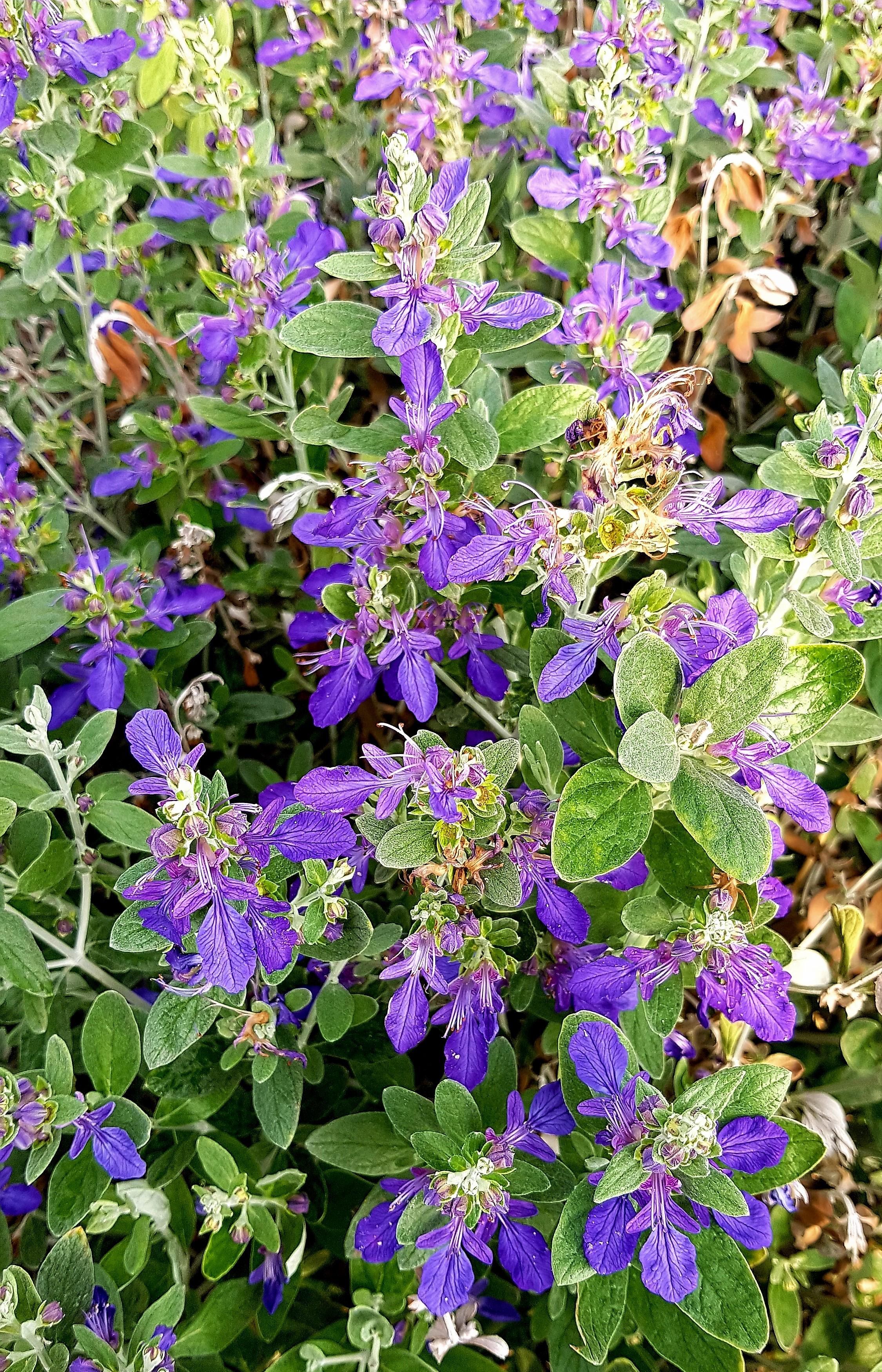 Teucrium Indyho ® - Pépinière La Forêt