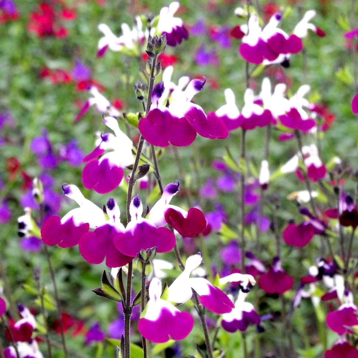 SALVIA Amethyst lips - Pépinière La Forêt