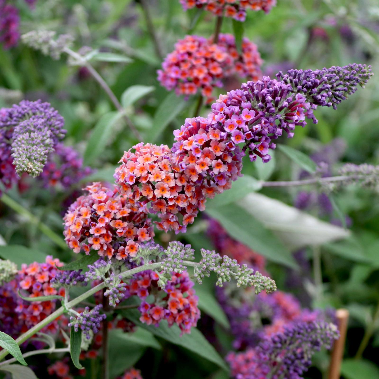 Buddleja weyeriana flower power - Pépinière La Forêt