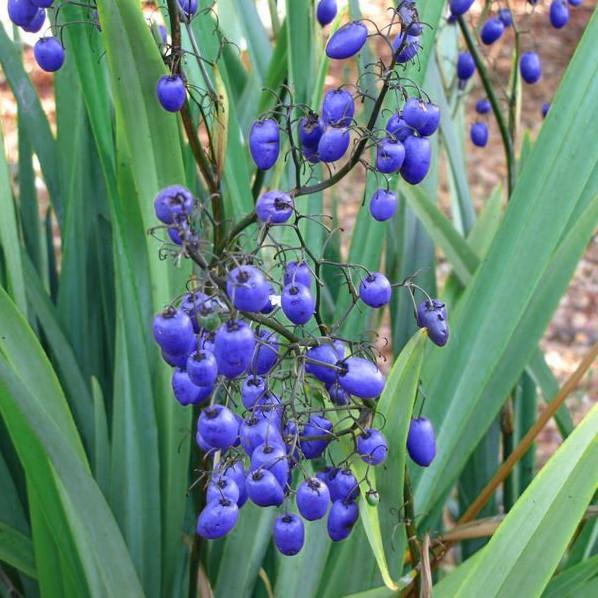 DIANELLA caerulea Coolvista ® - Pépinière La Forêt