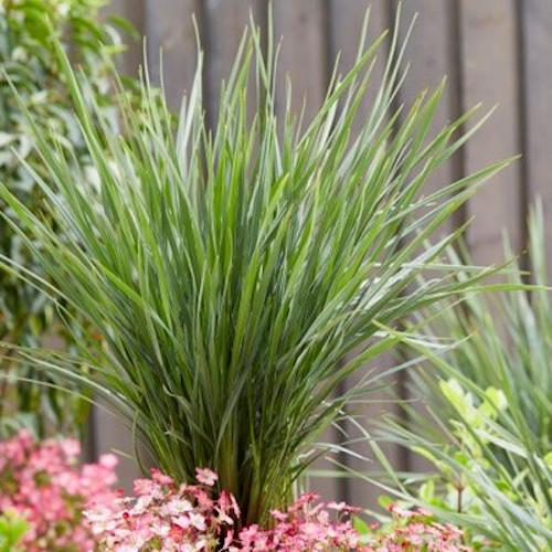 DIANELLA caerulea Coolvista ® - Pépinière La Forêt