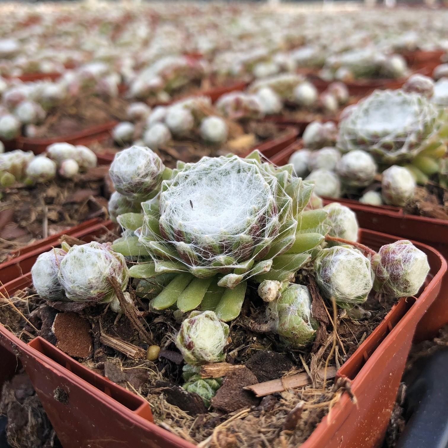 SEMPERVIVUM arachnoideum Artic White ® - Pépinière La Forêt