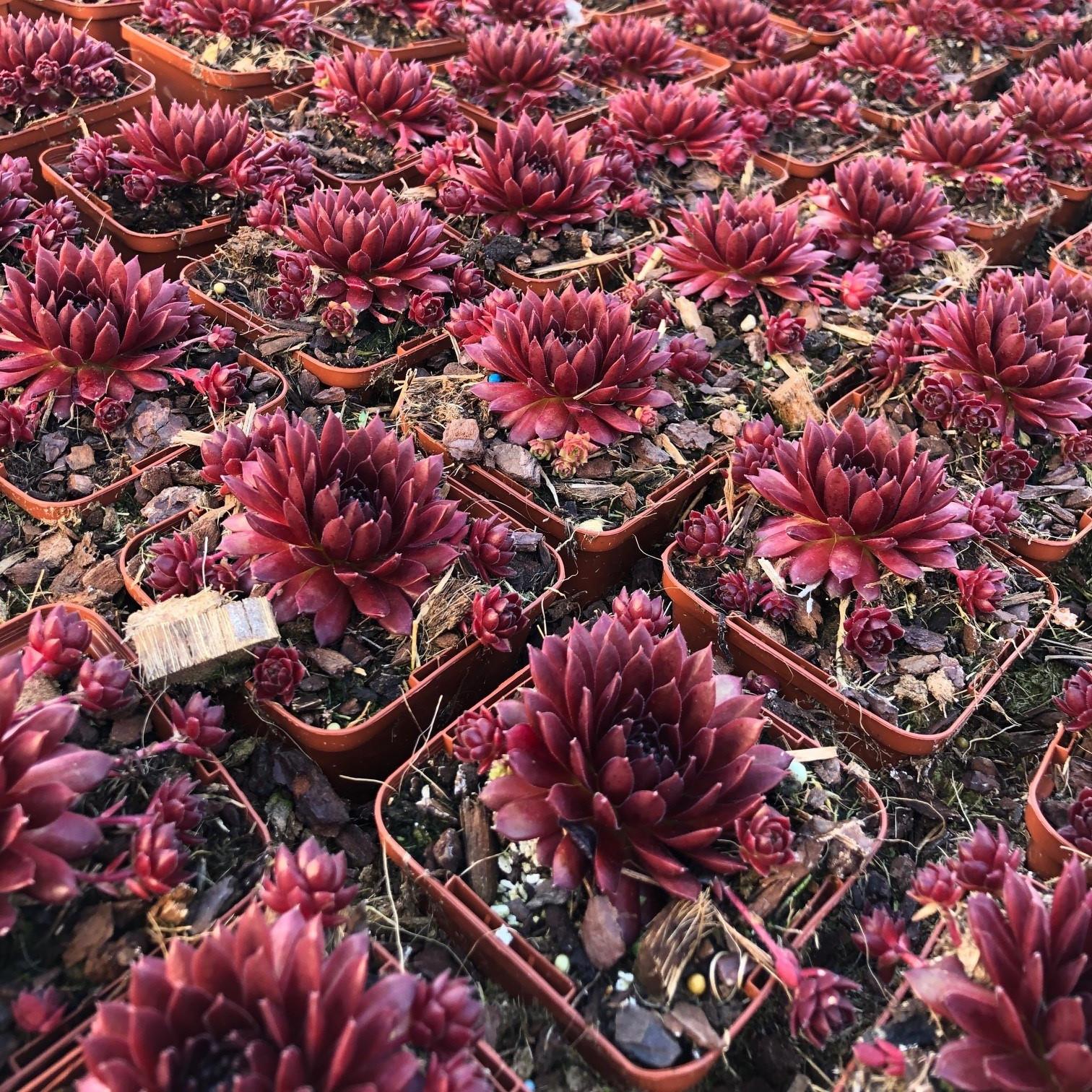 SEMPERVIVUM arachnoideum Coral Red ® - Pépinière La Forêt