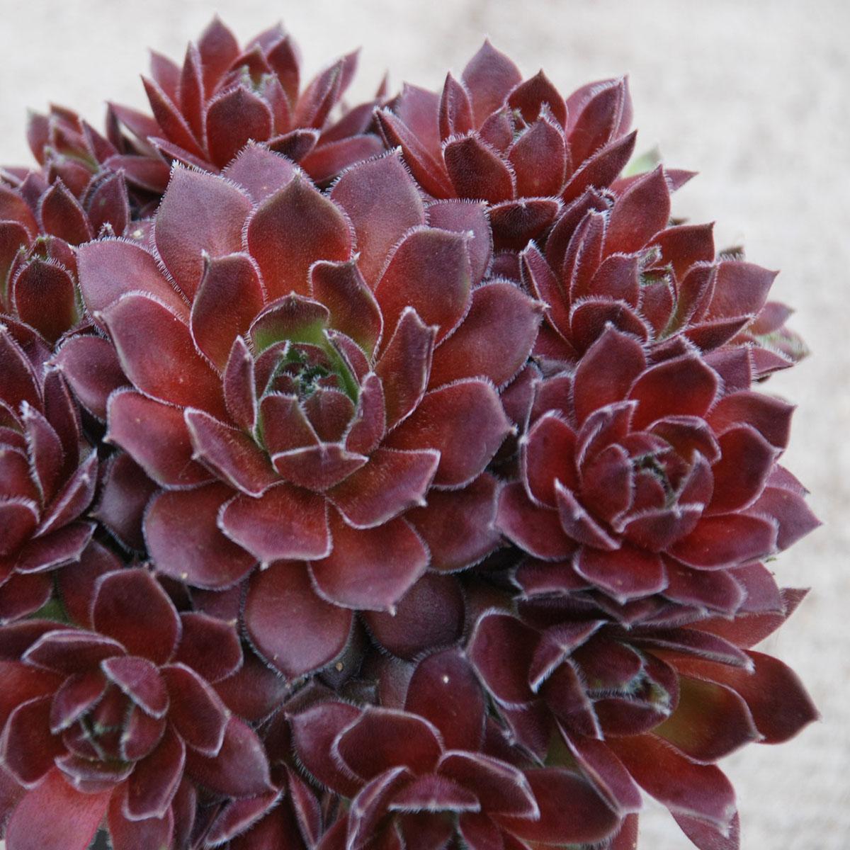 SEMPERVIVUM Chick Charms  Berry Bomb ® - Pépinière La Forêt