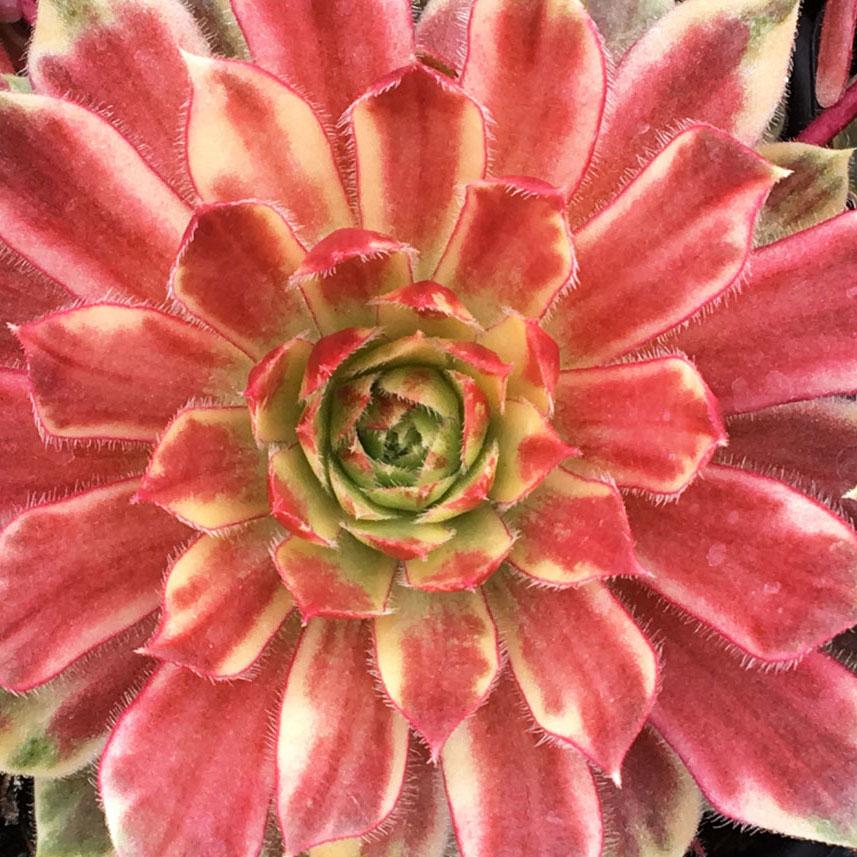 SEMPERVIVUM Chick Charms Citrus Sunrise ®  - Pépinière La Forêt