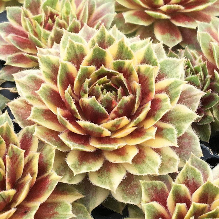 SEMPERVIVUM Chick Charms Citrus Sunrise ®  - Pépinière La Forêt