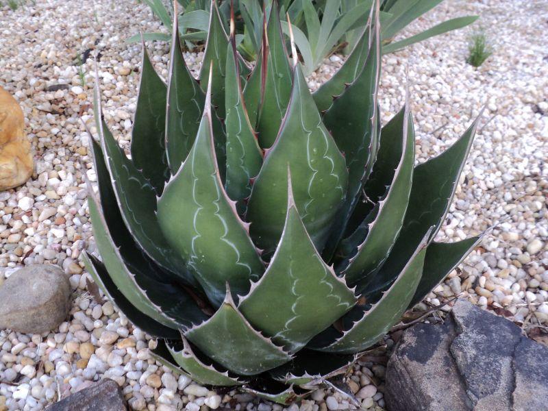 AGAVE montana - Pépinière La Forêt