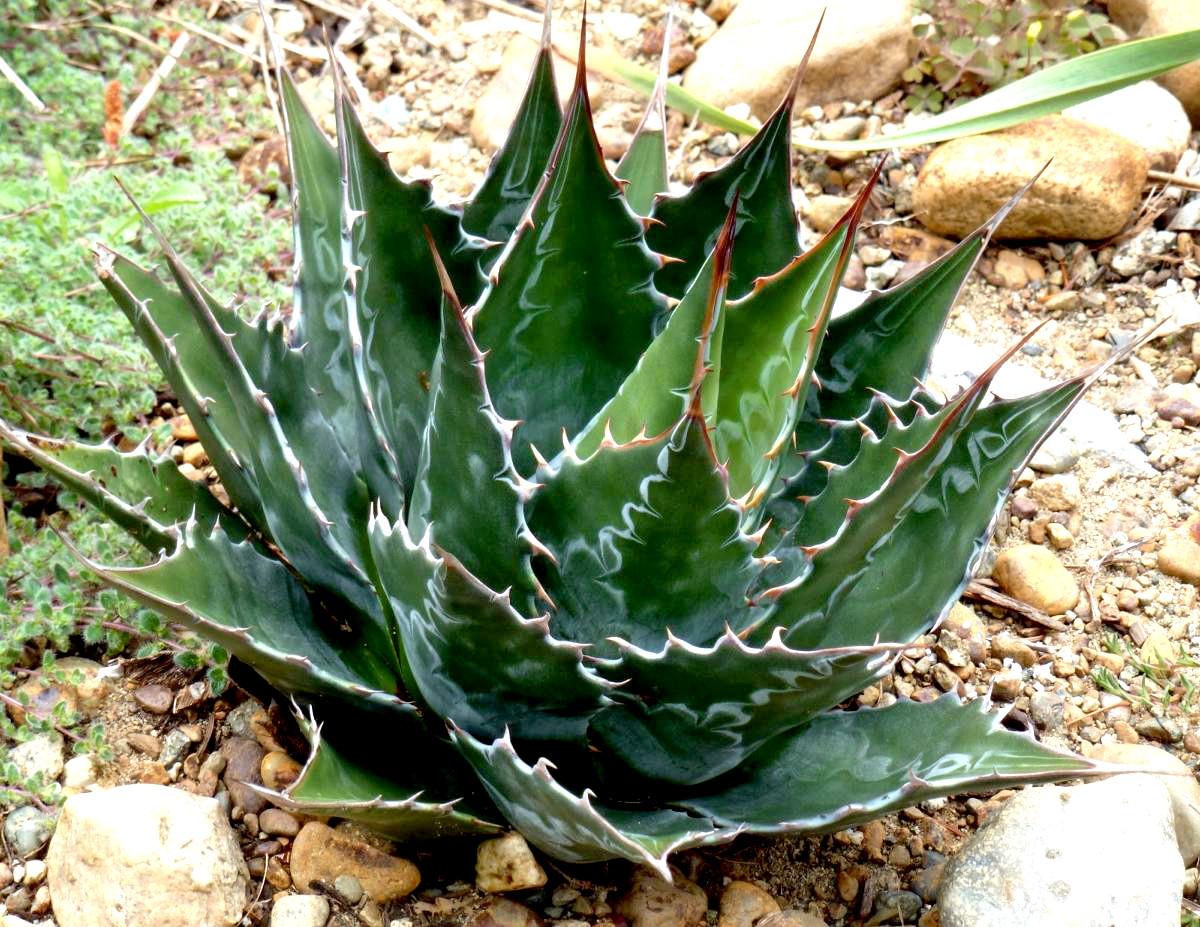 AGAVE montana - Pépinière La Forêt