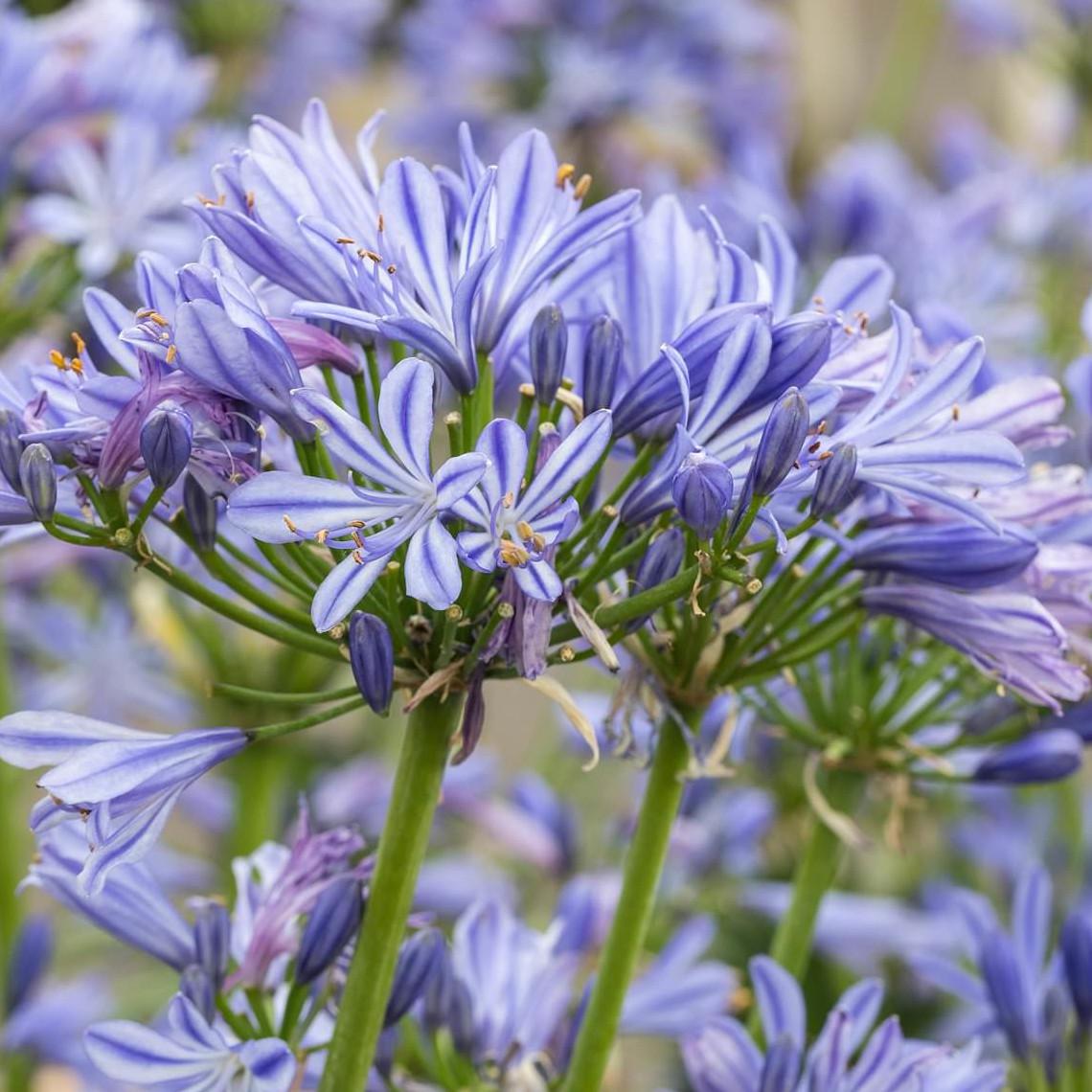 AGAPANTHUS Charlotte ®  - Pépinière La Forêt