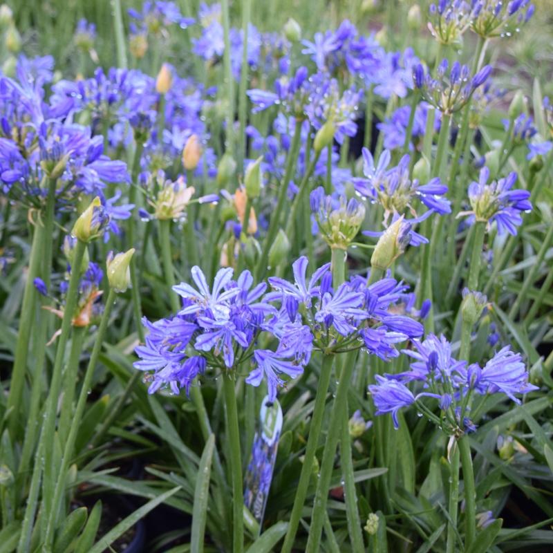 AGAPANTHUS Charlotte ®  - Pépinière La Forêt