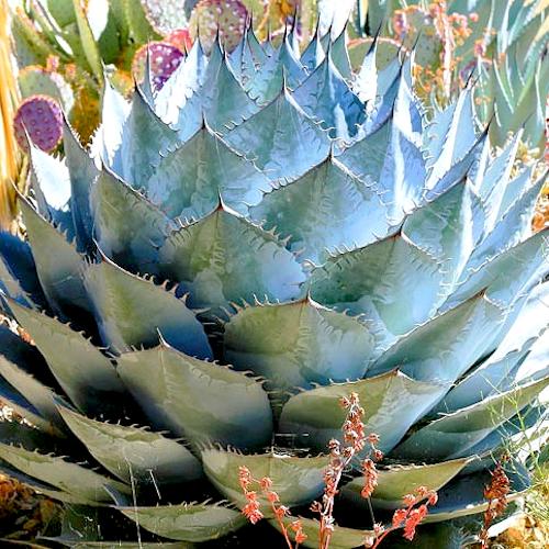 AGAVE parrasana  - Pépinière La Forêt