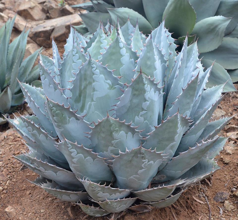 AGAVE parrasana Triumphant - Pépinière La Forêt