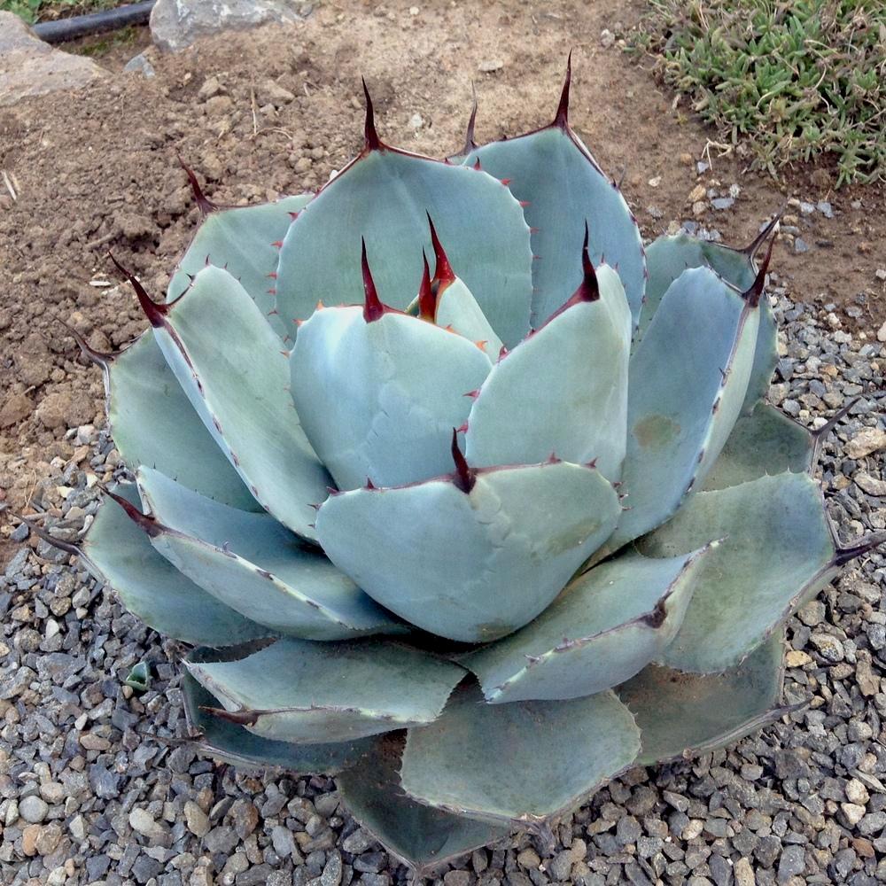 AGAVE parryi ssp parryi - Pépinière La Forêt