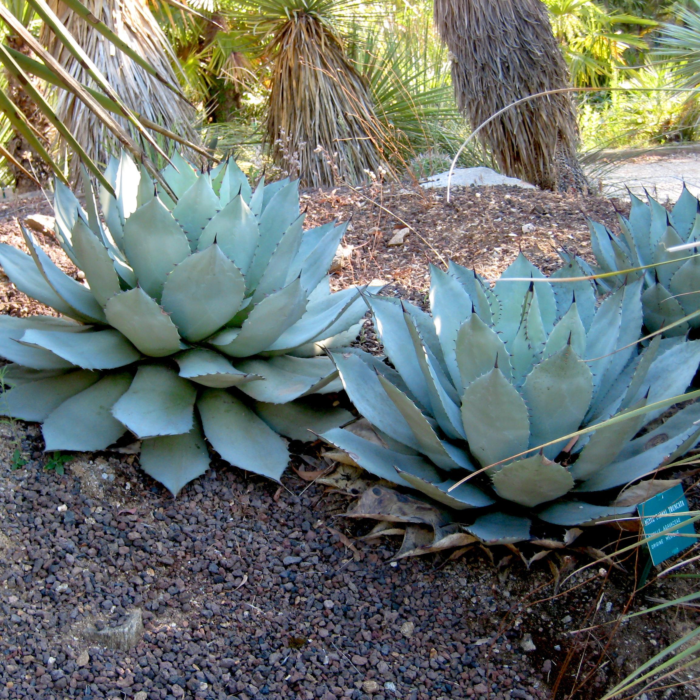 AGAVE parryi ssp parryi - Pépinière La Forêt