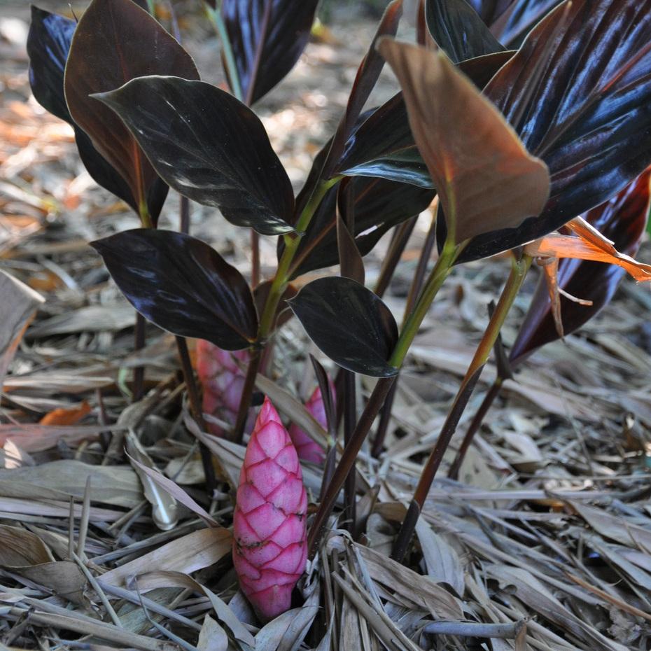 ALPINIA Midnight - Pépinière La Forêt